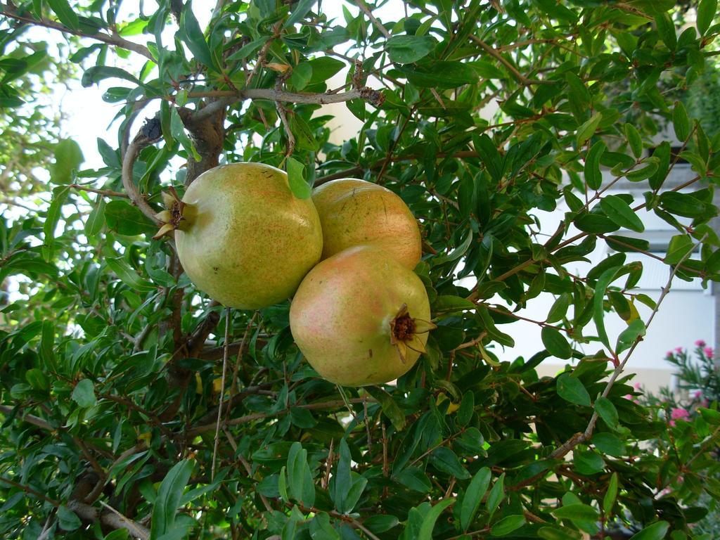 קיסאמוס Callista Sea View Or Garden חדר תמונה
